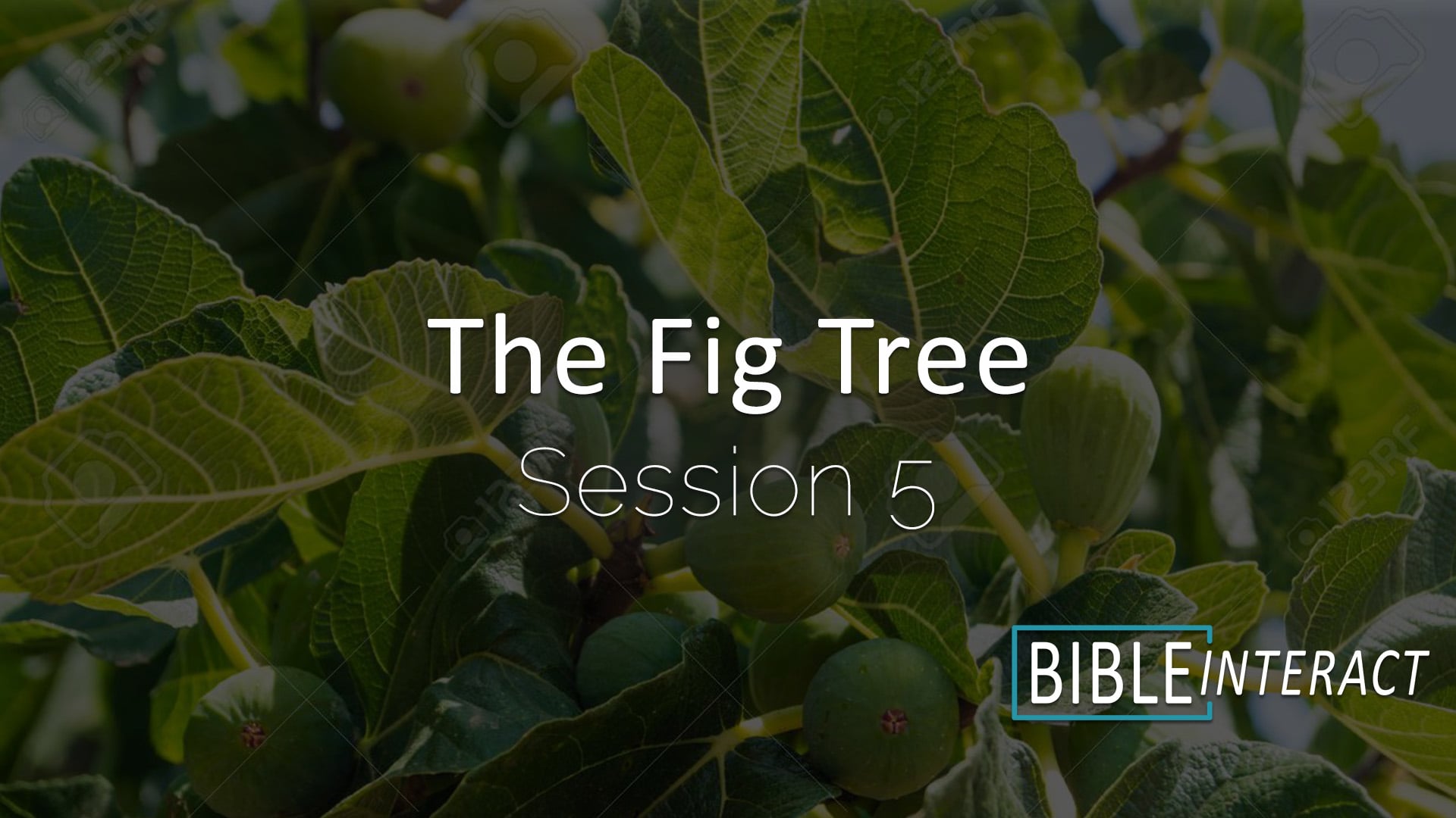 The Fig Tree Session 5