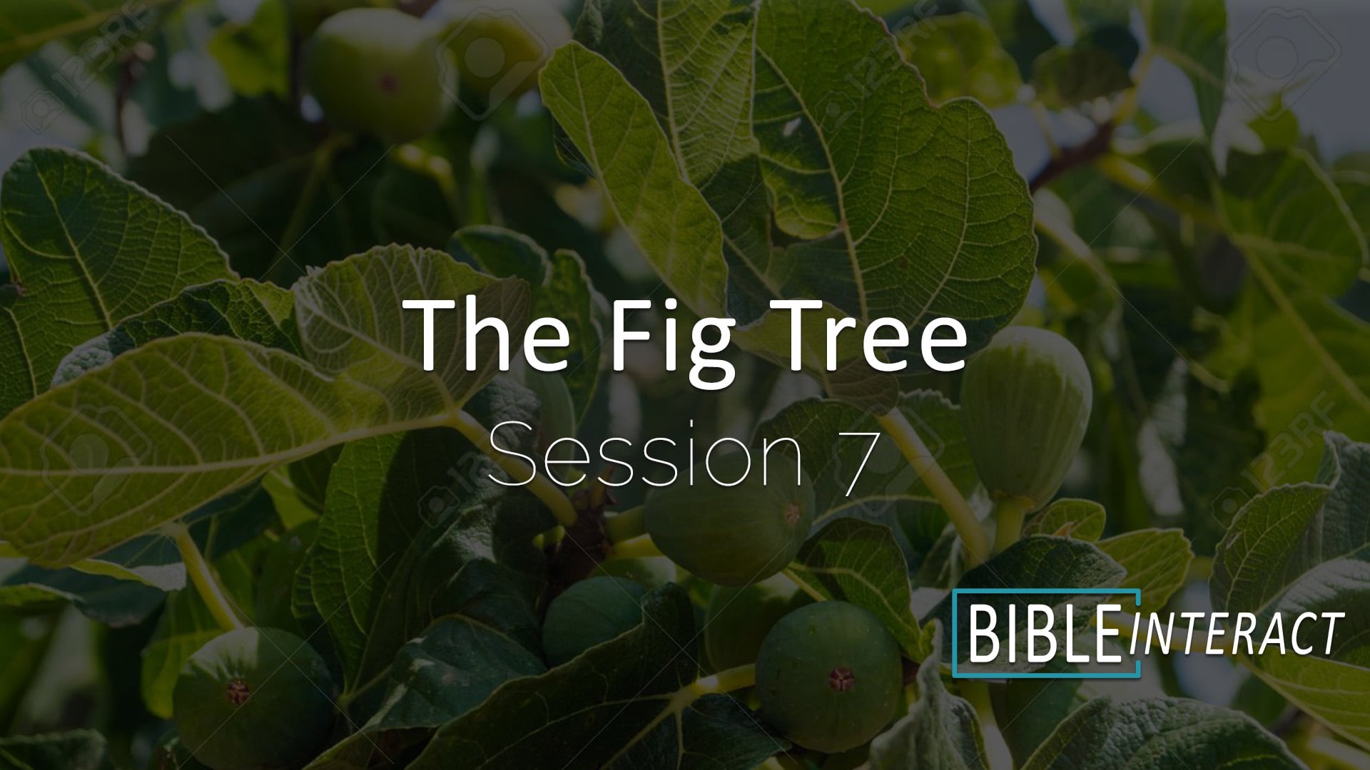 The Fig Tree Session 7