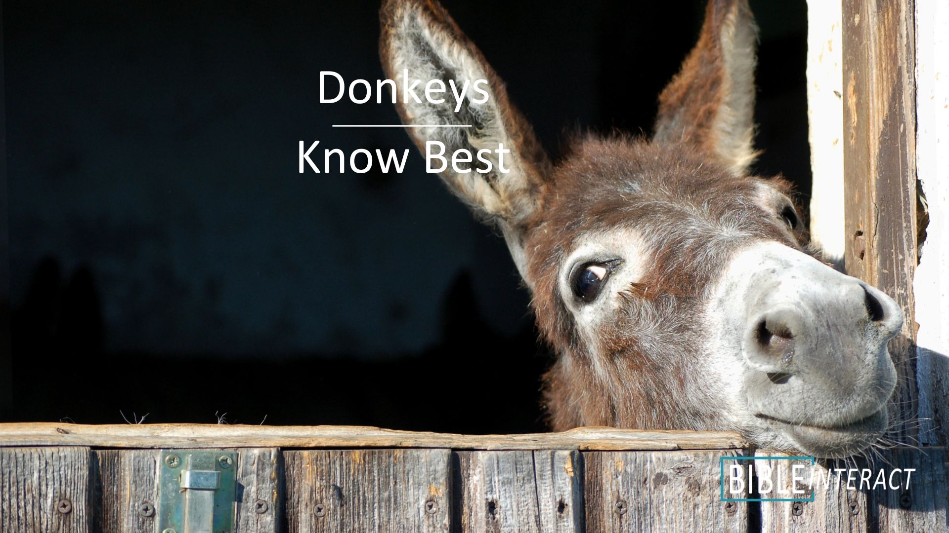 📑 Donkeys Know Best